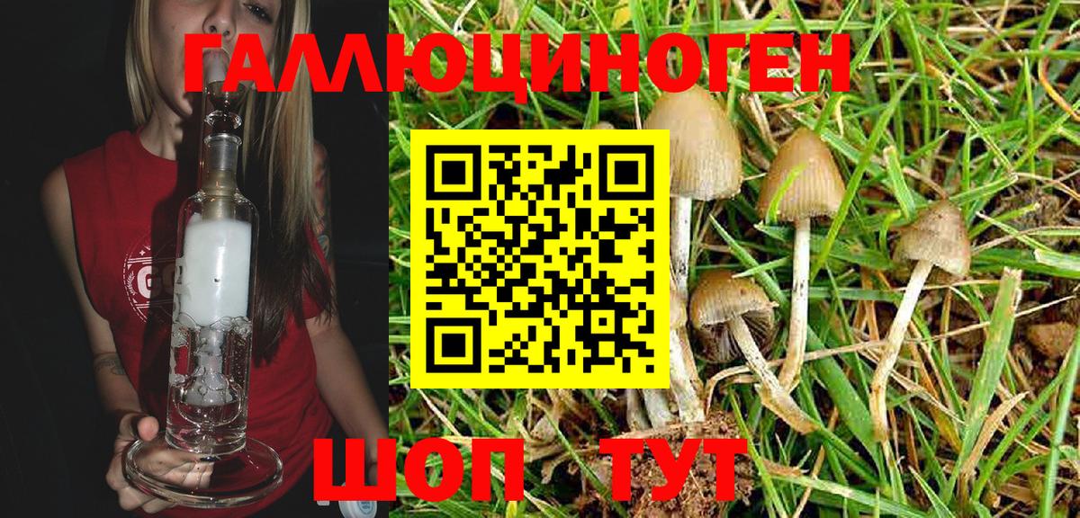Псилоцибиновые грибы Cubensis Кашира